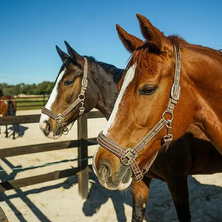 Vmg Horse Ranch (adults Only) Farm stay *